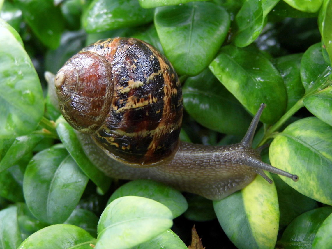 Snail A snail on the bush in our garden. Geotagged,Helix aspersa,Spring,United Kingdom