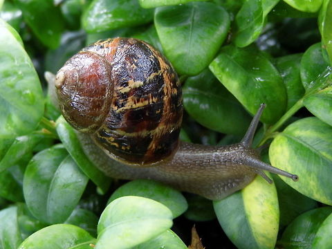 Snail A snail on the bush in our garden. Geotagged,Helix aspersa,Spring,United Kingdom