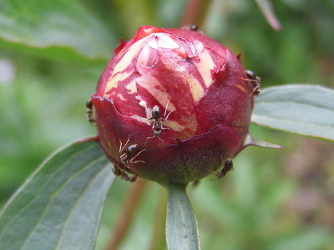 Ants on the rose Ants of the rose in the back of the garden. Geotagged,Spring,United Kingdom