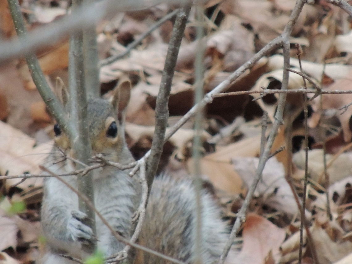 Do you see me? This little booger ran away when I caught it chewing on our back porch furniture. I caught it somewhat hiding from me as i took its photo. Got you! Callospermophilus saturatus,Cascade golden-mantled ground squirrel,Eastern gray squirrel,Geotagged,Sciurus carolinensis,Squirrel,United States,Winter