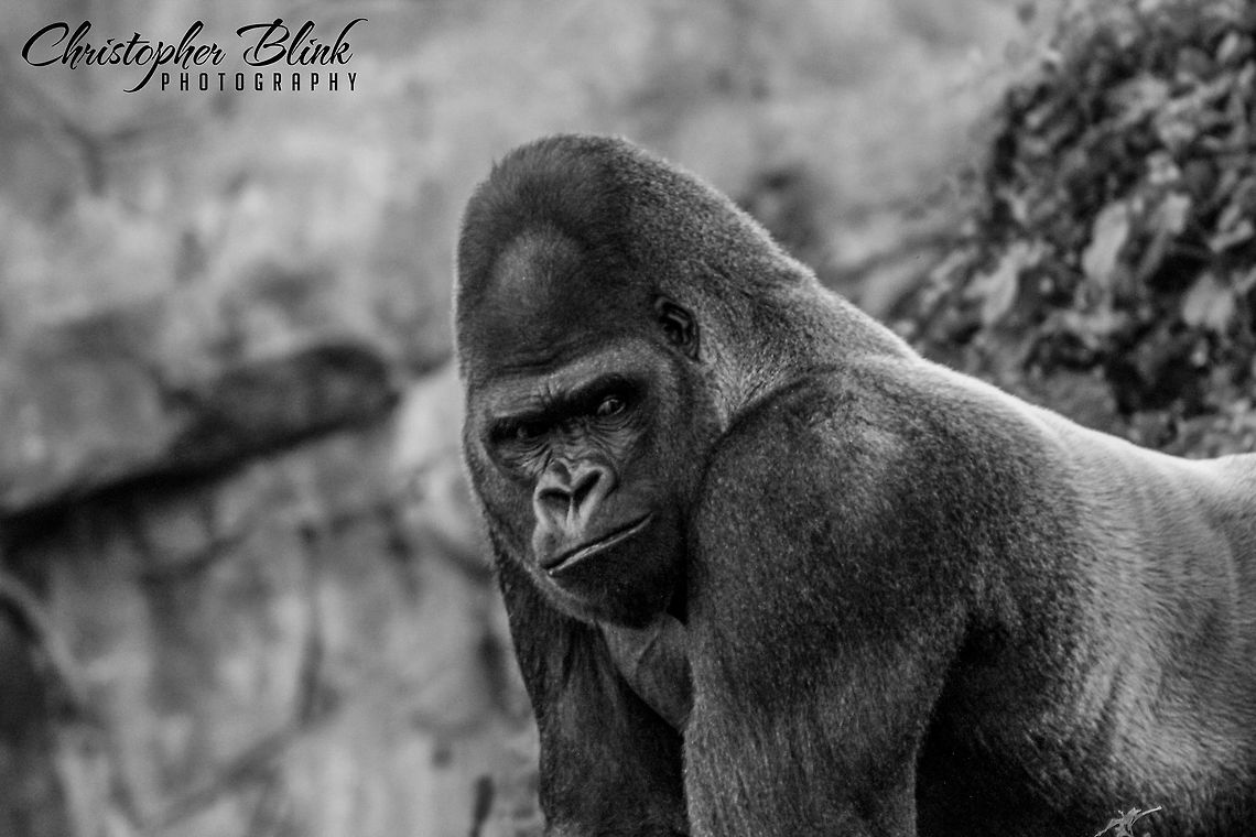 Mondo by: Christopher Blink Titled &quot;Mondo&quot;<br />
Captured by Christopher Blink  Blink,Christopher,Christopher Blink,Christopher Blink Photography,Gorilla gorilla,Las Vegas,Sinful,Social Media,Western gorilla,ape,christopherblink,christopherblink.com,disney,disney world,florida,gorilla,orlando,silverback,walt disney,www.christopherblink.com