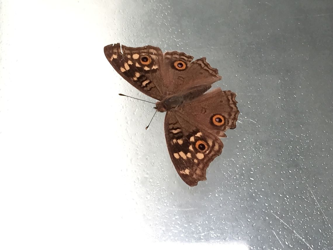 Lemon Pansy  Junonia lemonias,Lemon Pansy