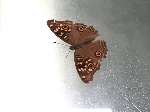 Lemon Pansy  Junonia lemonias,Lemon Pansy