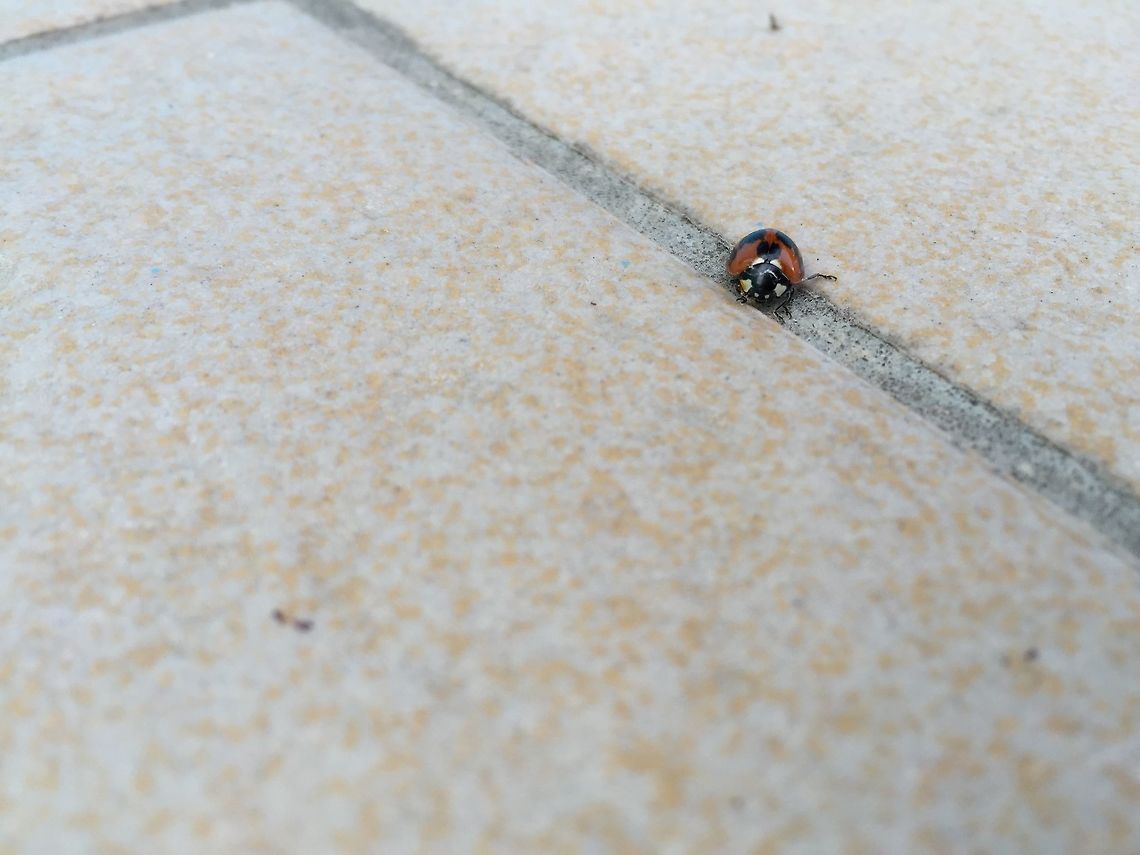 Lady Bug@Mussourie Early Morning Visitor ... <br />
top view<br />
<figure class="photo"><a href="https://www.jungledragon.com/image/29220/top_view_of_ladybird.html" title="top view of ladybird"><img src="https://s3.amazonaws.com/media.jungledragon.com/images/2413/29220_thumb.JPG?AWSAccessKeyId=05GMT0V3GWVNE7GGM1R2&Expires=1759968010&Signature=TqEABATKctcxZL1LK2Zk6pd0bTk%3D" width="200" height="150" alt="top view of ladybird front view<br />
http://www.jungledragon.com/image/29175/lady_bugmussourie.html Coccinella septempunctata,Seven-spot ladybird" /></a></figure> Coccinella septempunctata,Seven-spot ladybird