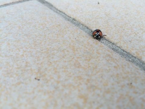 Lady Bug@Mussourie Early Morning Visitor ... 
top view
http://www.jungledragon.com/image/29220/top_view_of_ladybird.html Coccinella septempunctata,Seven-spot ladybird