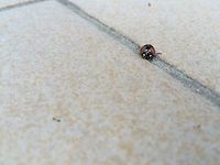 Lady Bug@Mussourie Early Morning Visitor ... <br />
top view<br />
http://www.jungledragon.com/image/29220/top_view_of_ladybird.html Coccinella septempunctata,Seven-spot ladybird