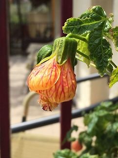 English Rose