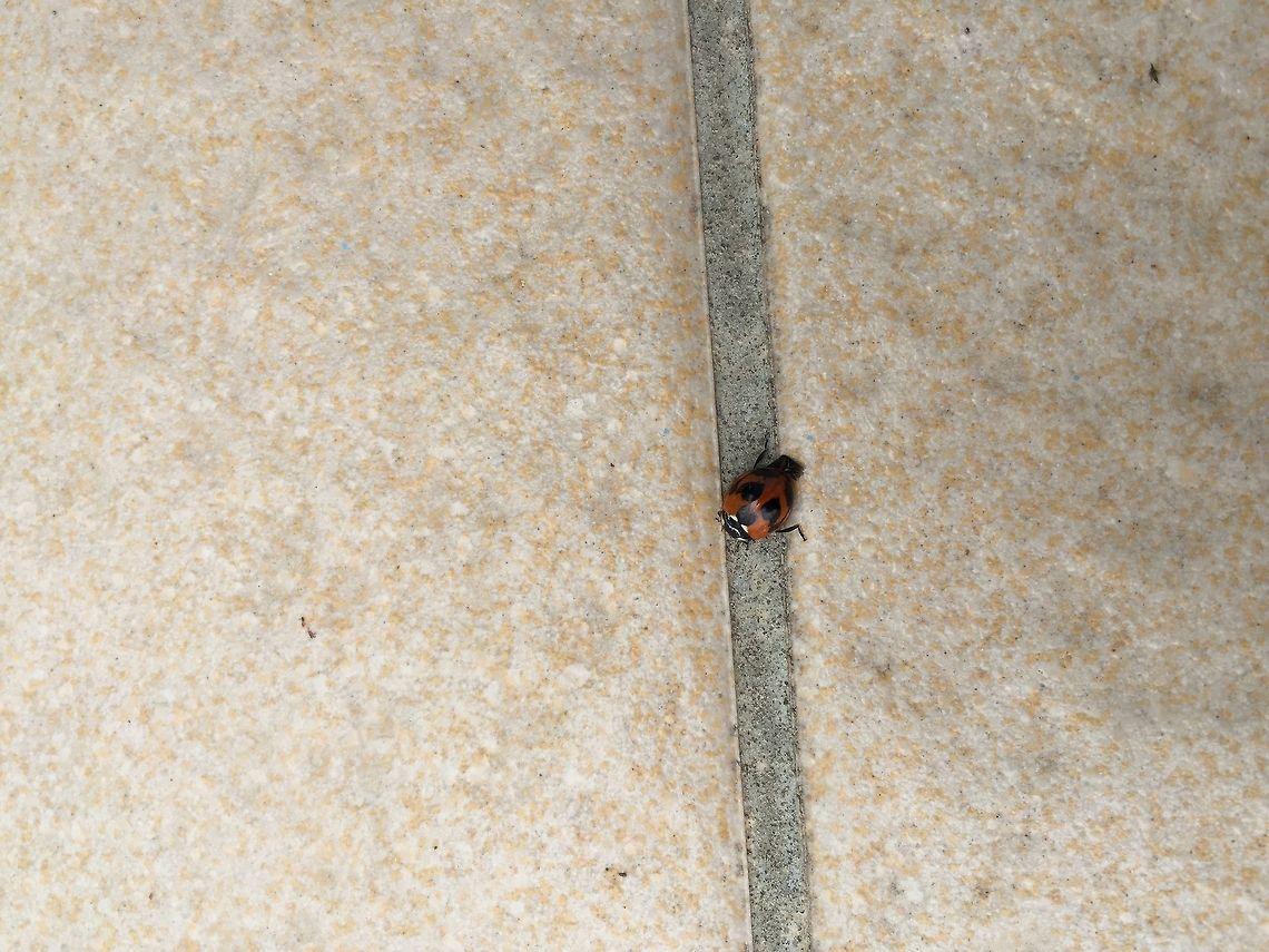 top view of ladybird front view<br />
<figure class="photo"><a href="https://www.jungledragon.com/image/29175/lady_bugmussourie.html" title="Lady Bug@Mussourie"><img src="https://s3.amazonaws.com/media.jungledragon.com/images/2413/29175_thumb.JPG?AWSAccessKeyId=05GMT0V3GWVNE7GGM1R2&Expires=1759968010&Signature=j9uQo53AZouSAEVW%2BtuoWf4Ho7A%3D" width="200" height="150" alt="Lady Bug@Mussourie Early Morning Visitor ... <br />
top view<br />
http://www.jungledragon.com/image/29220/top_view_of_ladybird.html Coccinella septempunctata,Seven-spot ladybird" /></a></figure> Coccinella septempunctata,Seven-spot ladybird