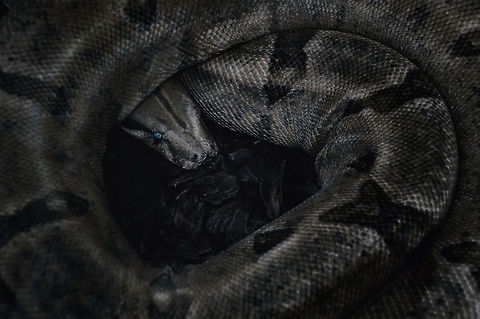 Snake I found this snake sitting one some dark rocks or coal (no idea actually what they are..) and i decided to take a shot Boa constrictor,Geotagged,Greece,Spring,animals,black,eye,sitting,skin,snake,wildlife