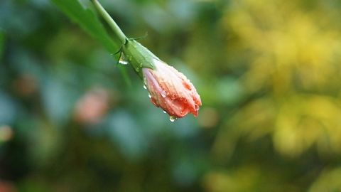 Rain Buds SONY DSC Chinese hibiscus,Hibiscus rosa-sinensis,flowers,garden,rain