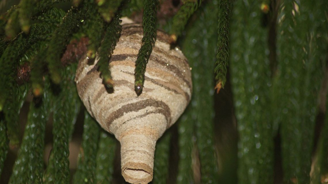 Wasp Nest Dangerous Indian Wasp Nest. The wasp are commonly found on Indian forest whose colony attack may cause to death. Indian,forest,nest,wasp