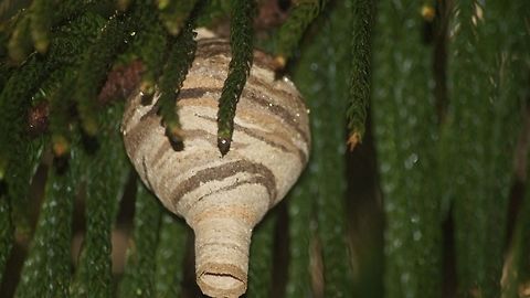 Wasp Nest Dangerous Indian Wasp Nest. The wasp are commonly found on Indian forest whose colony attack may cause to death. Indian,forest,nest,wasp
