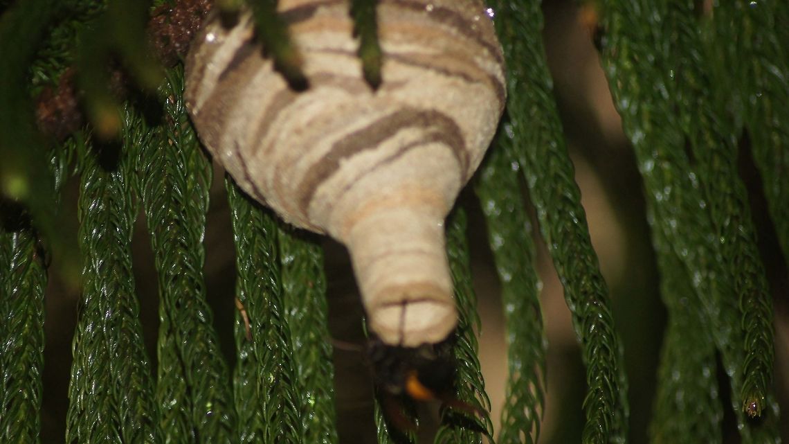 Wasp Nest Wast entering the nest Geotagged,India,Spring,animals,forest,nest,wasp