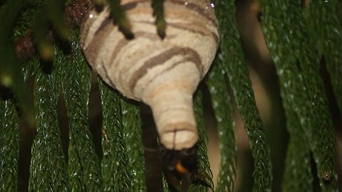 Wasp Nest Wast entering the nest Geotagged,India,Spring,animals,forest,nest,wasp