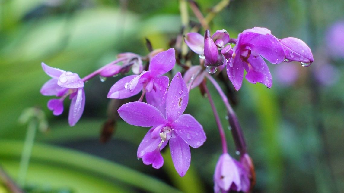 Orchid flower Orchid flower in a rainy season Philippine Ground Orchid,Spathoglottis plicata,flowers,rain