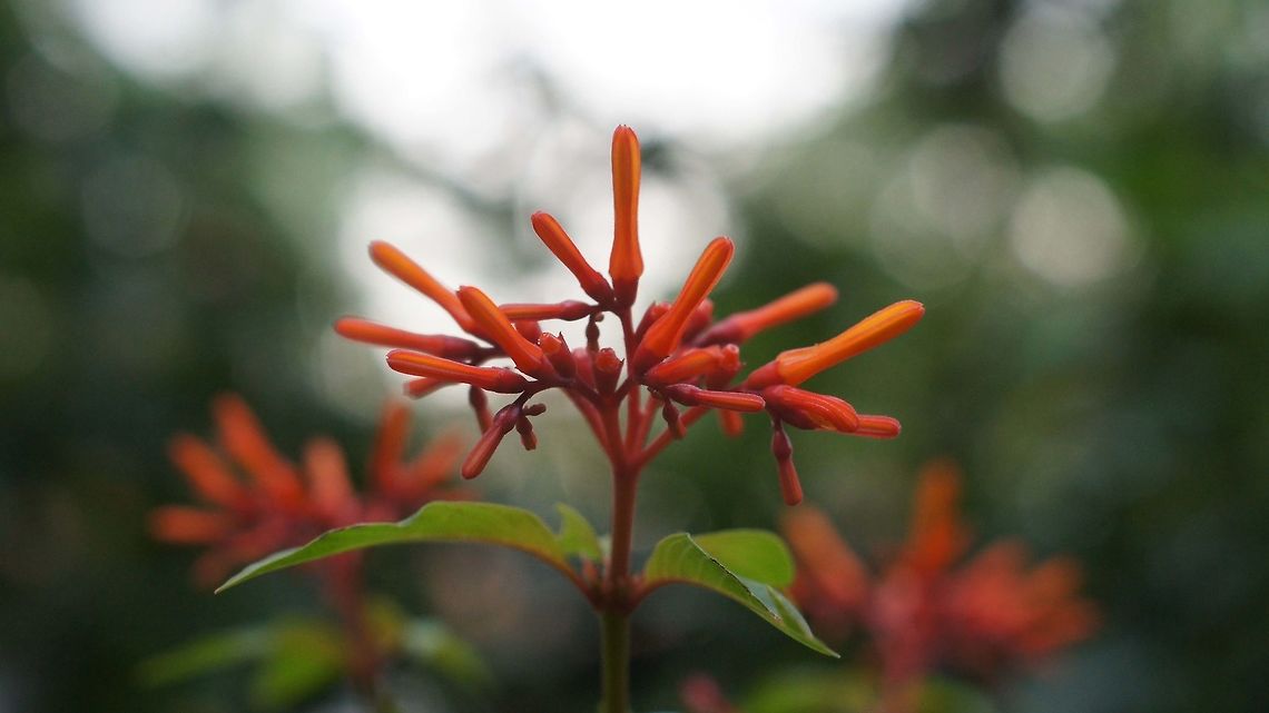Flower :) just another flower I found I don&#039;t know the name. Better some one   find it for me. :) flower,nature