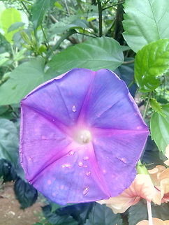 Violet flower   flowers,wild