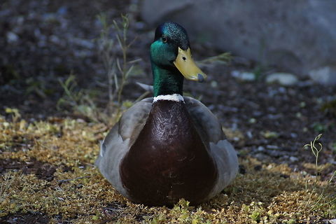 May Mallard A male mallard duck laying on the ground next to a pond. Captured April 29, 2015 on an overcast day in Parkland, Washington. Anas platyrhynchos,Geotagged,Parkland,Spring,United States,Washington,Washington State,bird,duck,male mallard,mallard