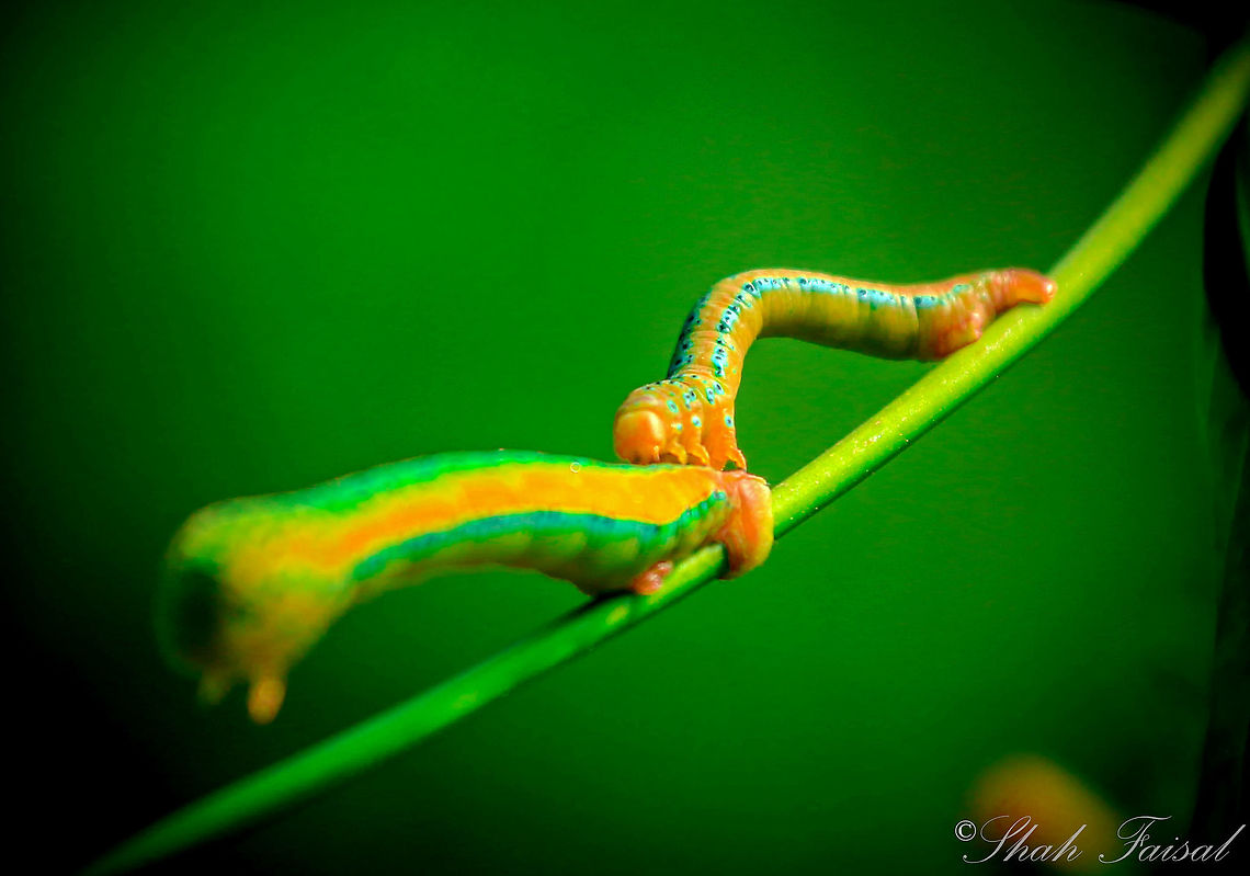 Deaths-head Hawkmoth The name Death&#039;s-head Hawkmoth refers to any one of the three moth species of the genus Acherontia.  These moths are easily distinguishable by the vaguely human skull-shaped pattern of markings on the thorax. Those species are fairly similar in size, coloration, and life cycle. Bangladesh,Dysphania militaris,Geotagged,Spring
