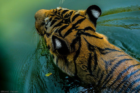 Royal Bengal Tiger Royal Bengal Tiger is without doubt the most fascinating wild animal today. It is the national animal of Bangladesh. It has ruled the roost of major felid species for most part of the current century. Royal Bengal Tiger is reddish orange with narrow black, gray or brown stripes, generally in a vertical direction. The underside is creamy or white; a rare variant has a chalky white coat with darker stripes and icy blue eyes. The weight is, male 225 kg , female 135 kg. It is the largest existing member of the cat family. It is called so because of its royal look and is available in Bengal or Bangladesh (Sundarbans). It feeds on medium to large prey such as pigs, deer, antelopes, and buffalo.