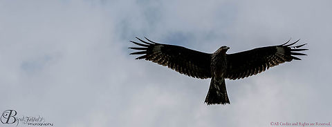 Like Jesus in Rio "Black Kite"
The Black Kite is a medium-sized raptor (bird of prey). From a distance, it appears almost black, with a light brown bar on the shoulder. The plumage is actually dark brown, with scattered light brown and rufous markings, particularly on the head, neck and underparts. The tail is forked and barred with darker brown. This feature gives the bird its alternative name of Fork-tailed Kite. The eye is dark brown and the bill is black with a yellow cere (area of skin around the nostrils). Both sexes are similar. Young Black Kites are generally lighter in colour than the adults, and have a comparatively shallower forked tail. The Black Kite's plumage is similar to other raptors (birds of prey), such as the Little Eagle, Hieraaetus morphnoides, Whistling Kite,Haliastur sphenurus, and Square-tailed Kite, Lophoictinia isura. In flight, however, its long forked tail and almost unmarked under-wing make it unmistakable. Black kite,Milvus migrans