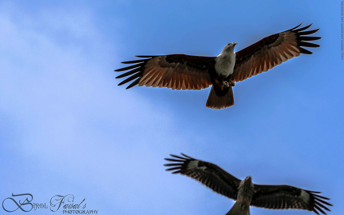Brahminy kite The brahminy kite also known as the red-backed sea-eagle, is a medium-sized bird of prey in the family Accipitridae, which also includes many other diurnal raptors, such as eagles, buzzards, and harriers. They are found in the Indian subcontinent, Southeast Asia, and Australia. They are found mainly on the coast and in inland wetlands where they feed on dead fish and other prey. Adults have a reddish brown plumage and a contrasting white head and breast which makes them easy to distinguish from other birds of prey. Brahminy Kite,Haliastur indus