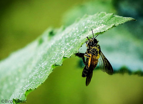 Honey Bee Honey bees, although one of the most popular bees, represent only a small percent of bee species. Honey bees are the only surviving group of bees from the Apini tribe, which is under the Apis genus. They are known for producing and storing honey, or liquefied sugar, as well as building impressively large nests using wax secreted by workers in a particular colony.
The honey bee is one member of the insect class Insecta. These insects are members of the subfamily Apinae, which produce and store liquefied sugar, otherwise known as honey. Apini tribe,Apis cerana,Apis genus,Bangladesh,Eastern honey bee,Geotagged,Honey Bee,Winter