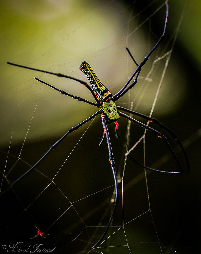 Golden Orb Weaving Spider Golden Orb Weaving Spiders are large spiders with silvery-grey to plum colored bodies and brown-black, often yellow banded legs. The males are tiny and red-brown to brown in color. Golden Orb Weaving Spiders are found in dry open forest and woodlands, coastal sand dune shrub-land and mangrove habitats. All orb weaving spiders make suspended, sticky, wheel-shaped orb webs. Webs are placed in openings between trees and shrubs where insects are likely to fly. Golden orb weaving spiders prey items include flies, beetles, locusts, wood moths and cicadas. Sometimes their strong webs manage to trap small birds or bats, and the spider will wrap them and feed upon them. The Golden Orb Weaving Spiders build large, semi-permanent orb webs. The strong silk has a golden sheen. These spiders remain in their webs day and night and gain some protection from bird attack by the presence of a 'barrier network' of threads on one or both sides of the orb web.<br />
Orb weavers are Danger to humans. Orb weavers reluctant to bite. Symptoms are usually negligible or mild local pain, numbness and swelling. Occasionally nausea and dizziness can occur after a bite.<br />
<br />
Bangladesh,Geotagged,Nephila,Nephila pilipes,Spring