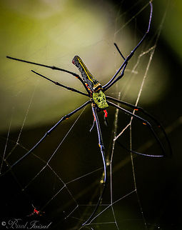 Golden Orb Weaving Spider Golden Orb Weaving Spiders are large spiders with silvery-grey to plum colored bodies and brown-black, often yellow banded legs. The males are tiny and red-brown to brown in color. Golden Orb Weaving Spiders are found in dry open forest and woodlands, coastal sand dune shrub-land and mangrove habitats. All orb weaving spiders make suspended, sticky, wheel-shaped orb webs. Webs are placed in openings between trees and shrubs where insects are likely to fly. Golden orb weaving spiders prey items include flies, beetles, locusts, wood moths and cicadas. Sometimes their strong webs manage to trap small birds or bats, and the spider will wrap them and feed upon them. The Golden Orb Weaving Spiders build large, semi-permanent orb webs. The strong silk has a golden sheen. These spiders remain in their webs day and night and gain some protection from bird attack by the presence of a 'barrier network' of threads on one or both sides of the orb web.
Orb weavers are Danger to humans. Orb weavers reluctant to bite. Symptoms are usually negligible or mild local pain, numbness and swelling. Occasionally nausea and dizziness can occur after a bite.

 Bangladesh,Geotagged,Nephila,Nephila pilipes,Spring