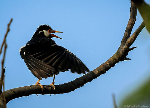 Pied myna The pied myna or Asian pied starling (Gracupica contra) is a species of starling found in the Indian subcontinent and Southeast Asia. They are usually found in small groups mainly on the plains and low foothills.
This myna is strikingly marked in black and white and has a yellowish bill with a reddish bill base. The bare skin around the eye is reddish. The upper body, throat and breast are black while the cheek, lores, wing coverts and rump are contrastingly white. The sexes are similar in plumage but young birds have dark brown in place of black. The subspecies vary slightly in plumage, extent of streaking of the feathers and in measurements. The flight is slow and butterfly-like on round wings. Bangladesh,Birds,Geotagged,Gracupica contra,Pied myna,Winter,sharp