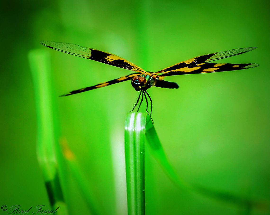 Banded Flatterer Dragonfly A dragonfly is an insect belonging to the order Odonata, suborder Anisoptera. Adult dragonflies are characterized by large multifaceted eyes, two pairs of strong transparent wings, sometimes with coloured patches, and an elongated body. Dragonflies can be mistaken for the related group, damselflies (Zygoptera), which are similar in structure though usually lighter in build; however, the wings of most dragonflies are held flat and away from the body, while damselflies hold the wings folded at rest, along or above the abdomen. Dragonflies are agile fliers while damselflies have a weaker, fluttery flight. Many dragonflies have brilliant iridescent or metallic colours produced by structural coloration, making them conspicuous in flight. Bangladesh,Geotagged,Rhyothemis variegata,Spring,Variegated Flutterer
