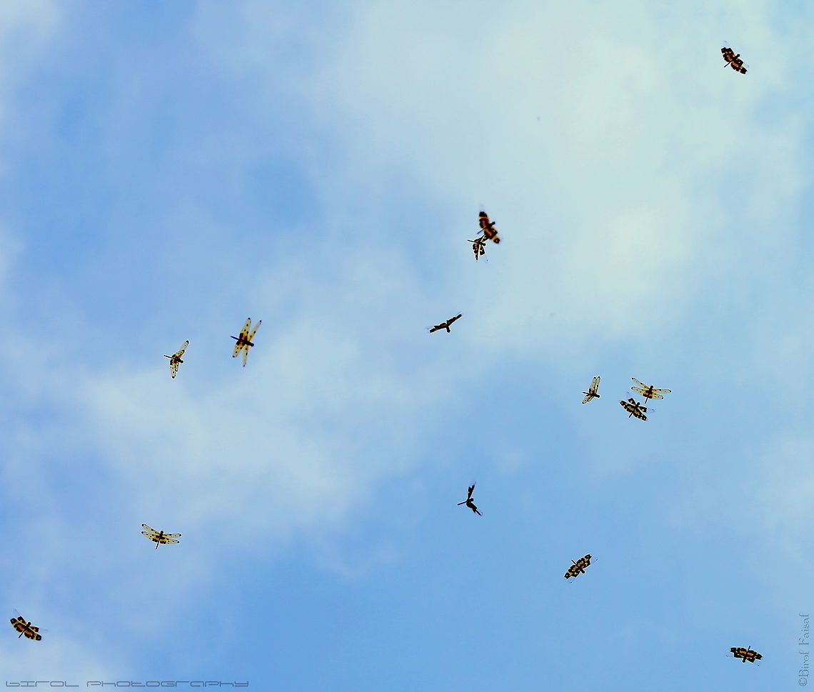 Variegated Flutterer Dragonfly Large numbers of Banded Flatterer Dragonflies descend from high in the trees to lower branches where they sun themselves, raising their body temperatures for efficient functioning. During the late morning and afternoon, they flutter and soar over the water, alighting on the tops of the waterside vegetation.<br />
They hunt on the wing, gathering in swarms when food is abundant and capturing flying insects in their legs which have bristles that interlock to trap the prey. The legs project forward so that the food can be easily moved to the mouth in flight.<br />
A pair of large eyes covers most of the head, so that the animal can see in all directions with only a slight turning of the head. Each eye has thousands of individual lenses that give the dragonfly a mosaic image of the world. Bangladesh,Geotagged,Rhyothemis variegata,Spring,Variegated Flutterer