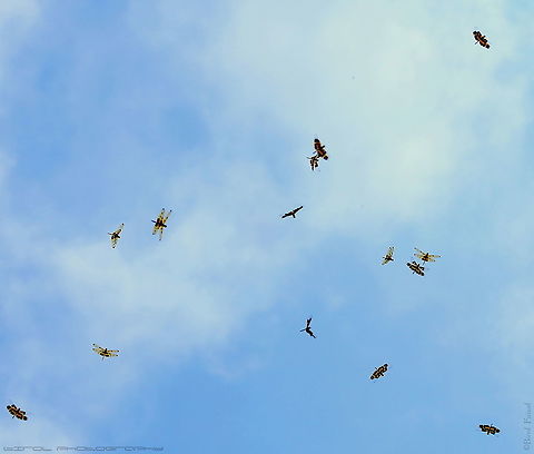 Variegated Flutterer Dragonfly Large numbers of Banded Flatterer Dragonflies descend from high in the trees to lower branches where they sun themselves, raising their body temperatures for efficient functioning. During the late morning and afternoon, they flutter and soar over the water, alighting on the tops of the waterside vegetation.
They hunt on the wing, gathering in swarms when food is abundant and capturing flying insects in their legs which have bristles that interlock to trap the prey. The legs project forward so that the food can be easily moved to the mouth in flight.
A pair of large eyes covers most of the head, so that the animal can see in all directions with only a slight turning of the head. Each eye has thousands of individual lenses that give the dragonfly a mosaic image of the world. Bangladesh,Geotagged,Rhyothemis variegata,Spring,Variegated Flutterer