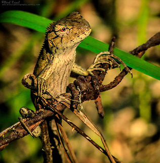 Oriental Garden Lizard The oriental garden lizard, eastern garden lizard or changeable lizard (Calotes versicolor) is an agamid lizard found widely distributed in Asia. It has also been introduced in many other parts of the world.
It is an insectivore and the male gets a bright red throat in the breeding season.
It measures over 10 cm (3.9 in) in length snout-to-vent. Total length including the tail is up to 37 cm (14.5 in). Two small groups of spines, perfectly separated from each other, above each tympanum. Dorsal crest moderately elevated on the neck and anterior part of the trunk, extending on to the root of the tail in large individuals, and gradually disappearing on the middle of the trunk in younger ones. No fold in front of the shoulder, but the scales behind the lower jaw are much smaller than the others; gular sac not developed. From thirty-nine to forty-three series of scales round the middle of the trunk. The hind foot (measured from the heel to the extremity of the fourth toe) is not much longer than the head in the adult, whilst it is considerably longer in the young. The coloration is very variable, sometimes uniform brownish or greyish-olive or yellowish. Generally broad brown bands across the back, interrupted by a yellowish lateral band. Black streaks radiate from the eye, and some of them are continued over the throat, running obliquely backwards, belly frequently with greyish longitudinal stripes, one along the median line being the most distinct; young and half-grown specimens have a dark, black-edged band across the inter-orbital region. Bangladesh,Calotes versicolor,Fall,Geotagged,Oriental Garden Lizard or Changeable Lizard