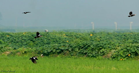 Pied Myna The pied myna or Asian pied starling is a species of starling found in the Indian subcontinent and Southeast Asia. They are usually found in small groups mainly on the plains and low foothills. They are often seen within cities and villages although they are not as bold as the common myna. They produce a range of calls made up of liquid notes. Several slight plumage variations exist in the populations and about five subspecies are named. Bangladesh,Geotagged,Gracupica contra,Pied myna,Winter