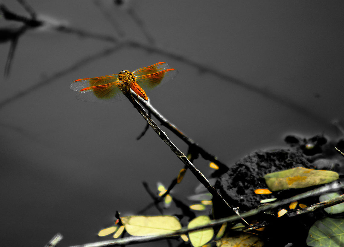 Scarlet Dragonfly Crocothemis erythraea is a species of dragonfly in the genus Crocothemis. Its common names include broad scarlet, common scarlet-darter, scarlet darter and scarlet dragonfly.<br />
The adult male scarlet dragonfly has a bright scarlet red, widened abdomen, with small amber patches at the bases of the hindwings. Females and immatures are yellow-brown and have a conspicuous pale stripe along the top of the thorax. Brachythemis contaminata,Ditch Jewel