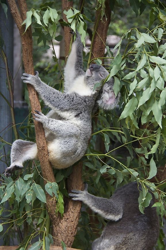 A koala in Australia Just a koala in OZ. Do give tips as I am still new in photography Koala,Phascolarctos cinereus