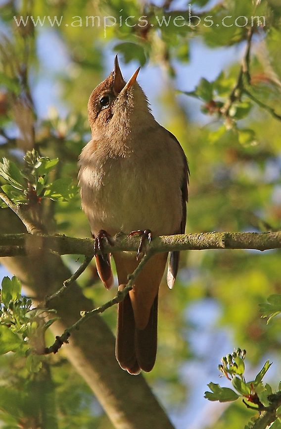 Nightingale, Paxton Pits, UK.  Common Nightingale,Geotagged,Luscinia megarhynchos,Spring,United Kingdom