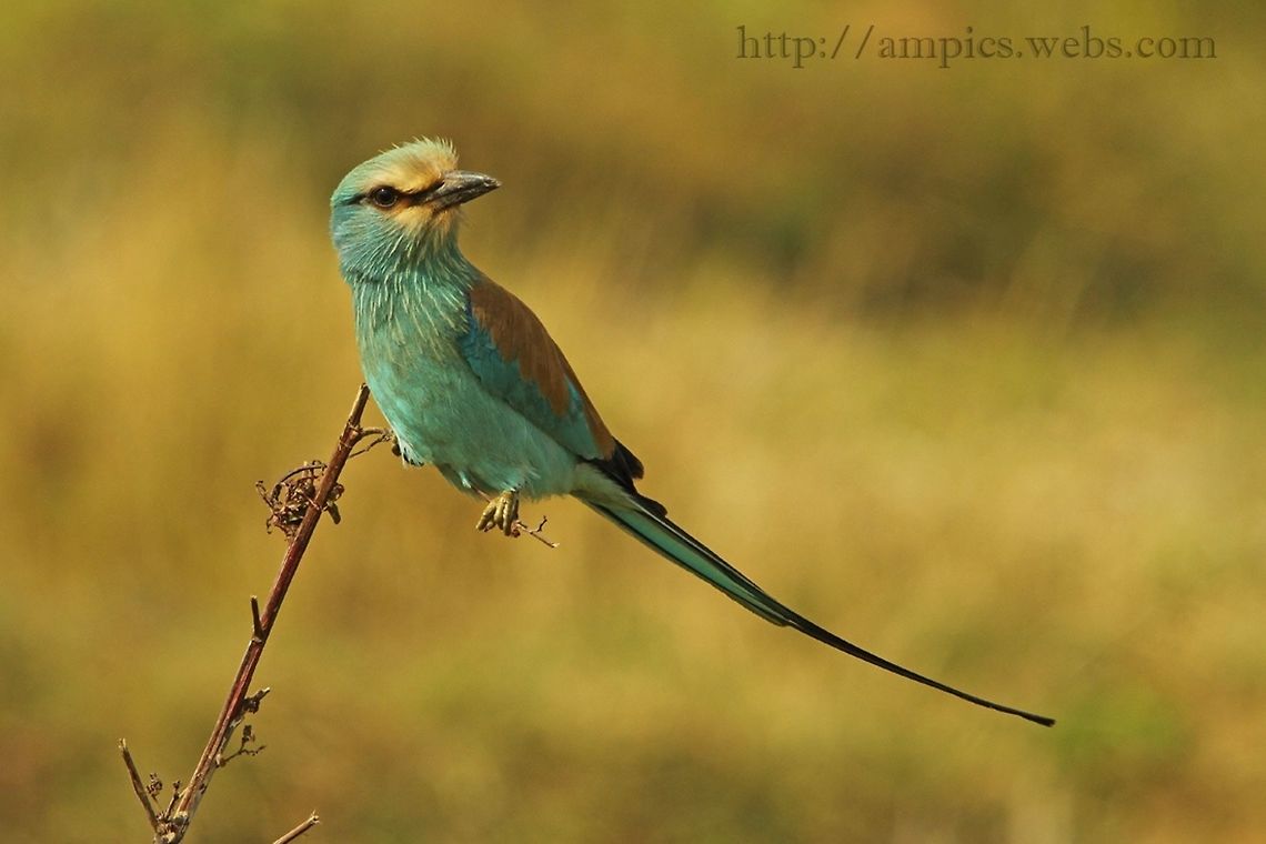 Abyssinian Roller, Gambia  Abyssinian roller,Coracias abyssinicus,Geotagged,Spring,The Gambia