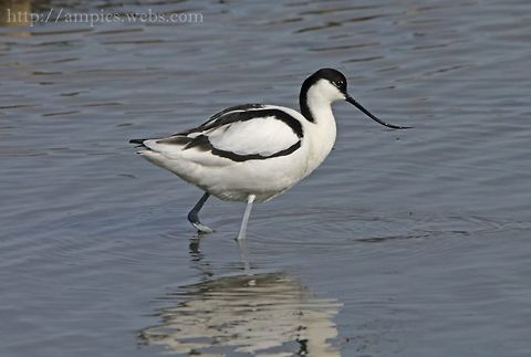 Avocet  Geotagged,Pied Avocet,Recurvirostra avosetta,Spring,United Kingdom