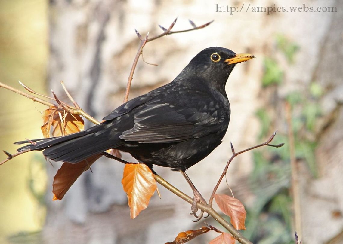 Blackbird  Common Blackbird,Fall,Geotagged,Turdus merula,United Kingdom