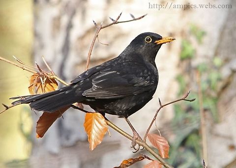 Blackbird  Common Blackbird,Fall,Geotagged,Turdus merula,United Kingdom