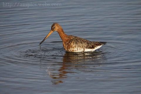 Black-tailed_Godwit  Black-tailed Godwit,Geotagged,Limosa limosa,Spring,United Kingdom