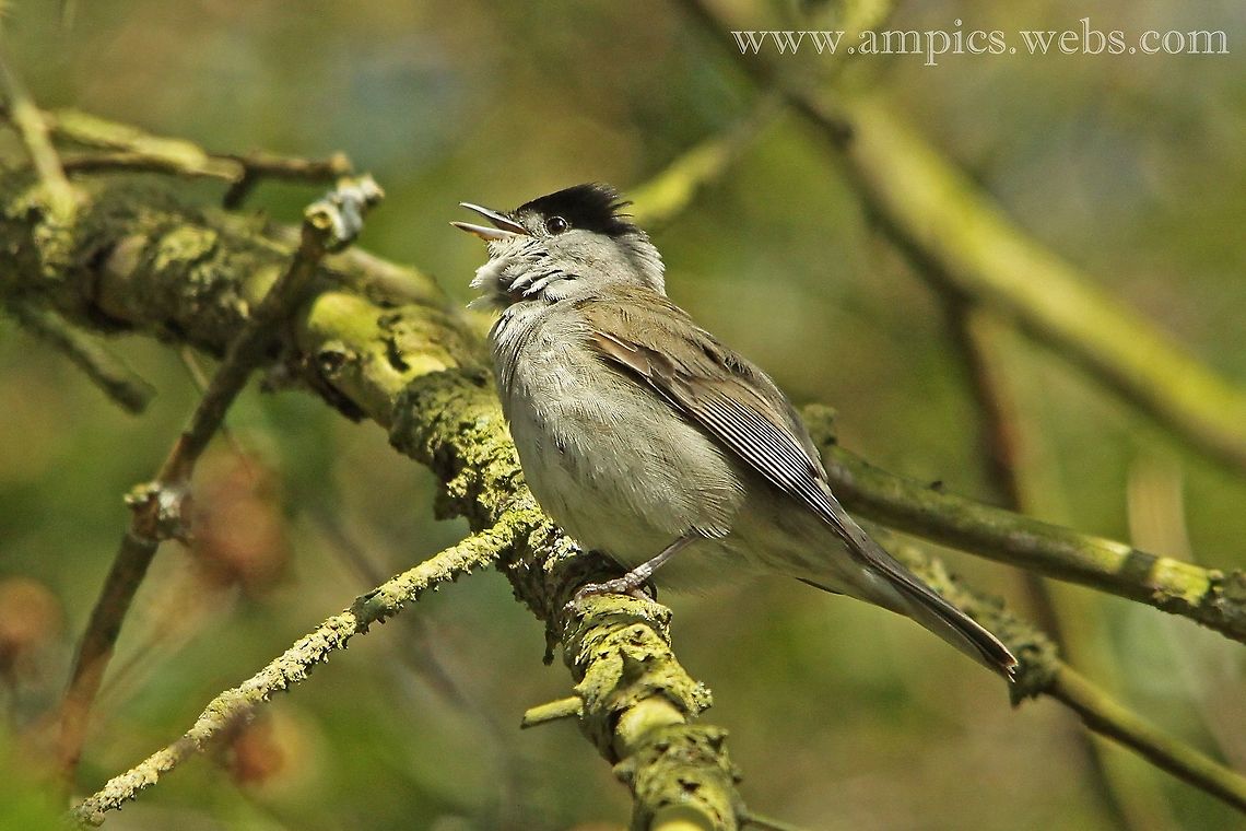Blackcap  Blackcap,Geotagged,Spring,Sylvia atricapilla,United Kingdom