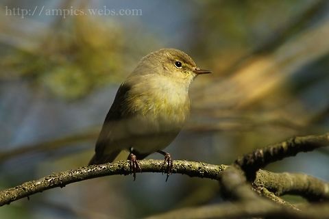 Chiffchaff  Common Chiffchaff,Geotagged,Phylloscopus collybita,Spring,United Kingdom
