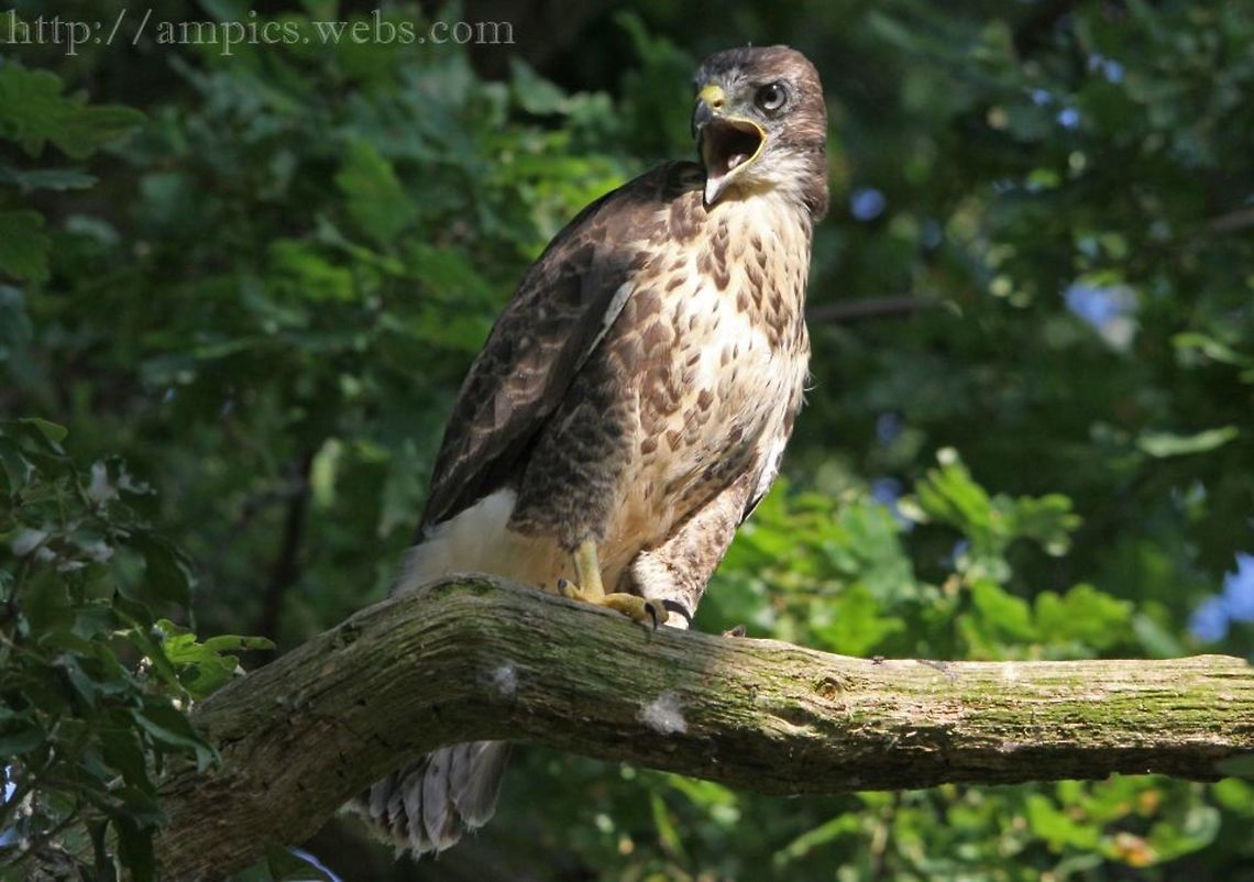Buzzard  Buteo buteo,Common buzzard,Geotagged,Summer,United Kingdom