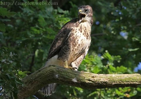 Buzzard  Buteo buteo,Common buzzard,Geotagged,Summer,United Kingdom