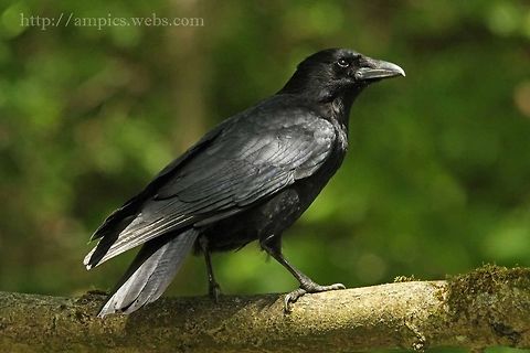 Carrion_Crow  Carrion Crow,Corvus corone,Geotagged,Spring,United Kingdom