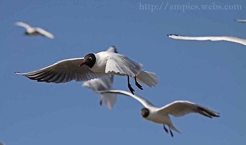 Black-headed_Gull  Black-headed Gull,Chroicocephalus ridibundus,Geotagged,Spring,United Kingdom