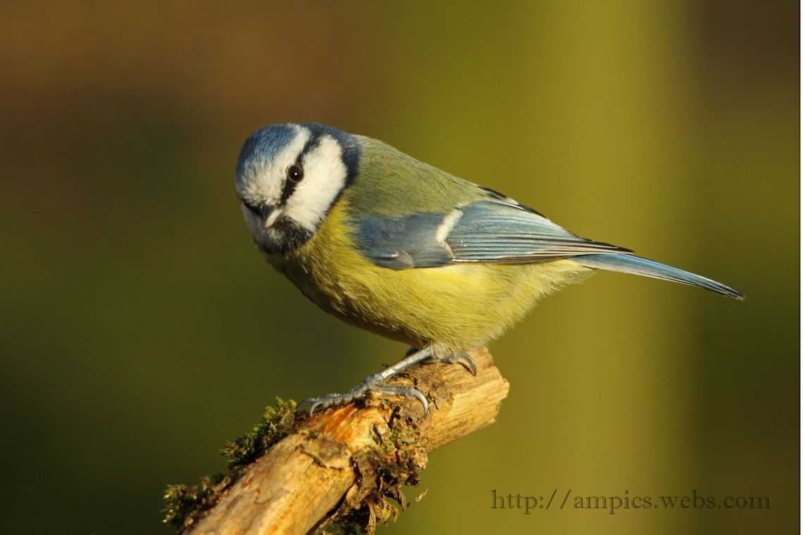 Blue_Tit  Cyanistes caeruleus,Eurasian blue tit,Geotagged,United Kingdom,Winter